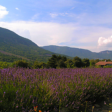 La campagne en Provence, les champs de lavande