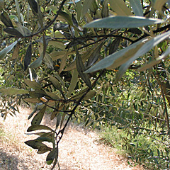 feuilles d'olivier