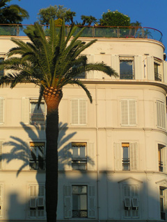 un palmier à Cannes