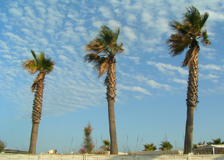 3 palmiers à St Tropez