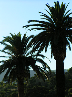palmiers washingtoniens
